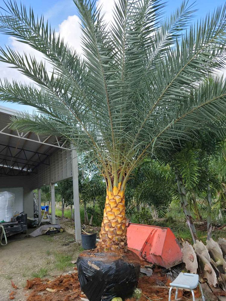 phoenix-sylvestris-sylvester-date-palm-silver-date-palm-wild-date-palm