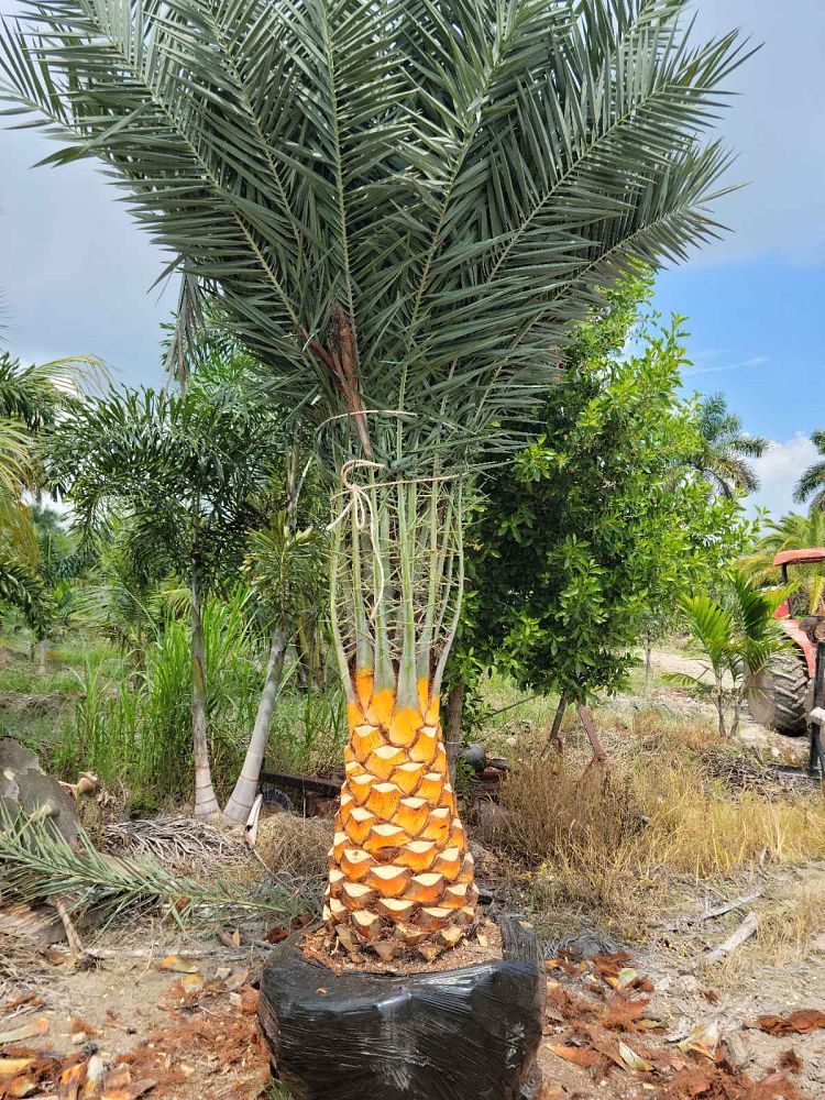 phoenix-sylvestris-sylvester-date-palm-silver-date-palm-wild-date-palm