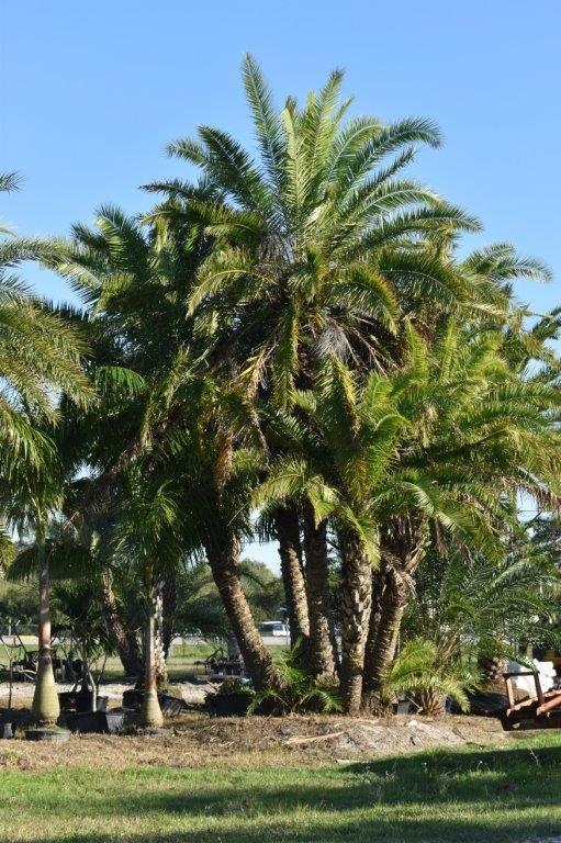 phoenix-sylvestris-sylvester-date-palm-silver-date-palm-wild-date-palm
