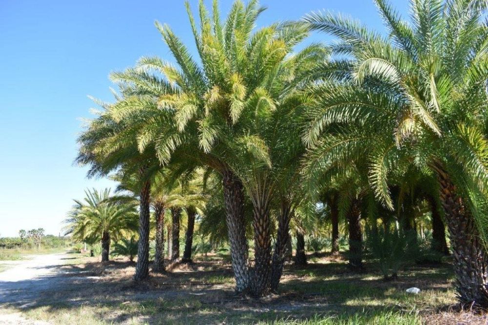 phoenix-sylvestris-sylvester-date-palm-silver-date-palm-wild-date-palm