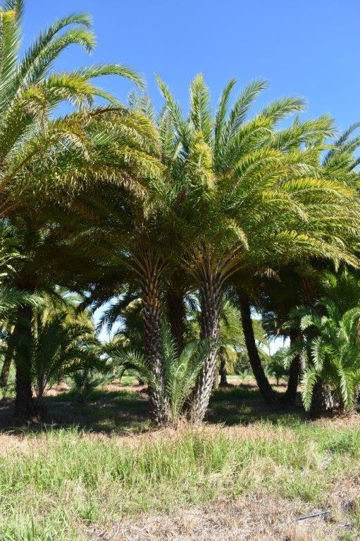 phoenix-sylvestris-sylvester-date-palm-silver-date-palm-wild-date-palm