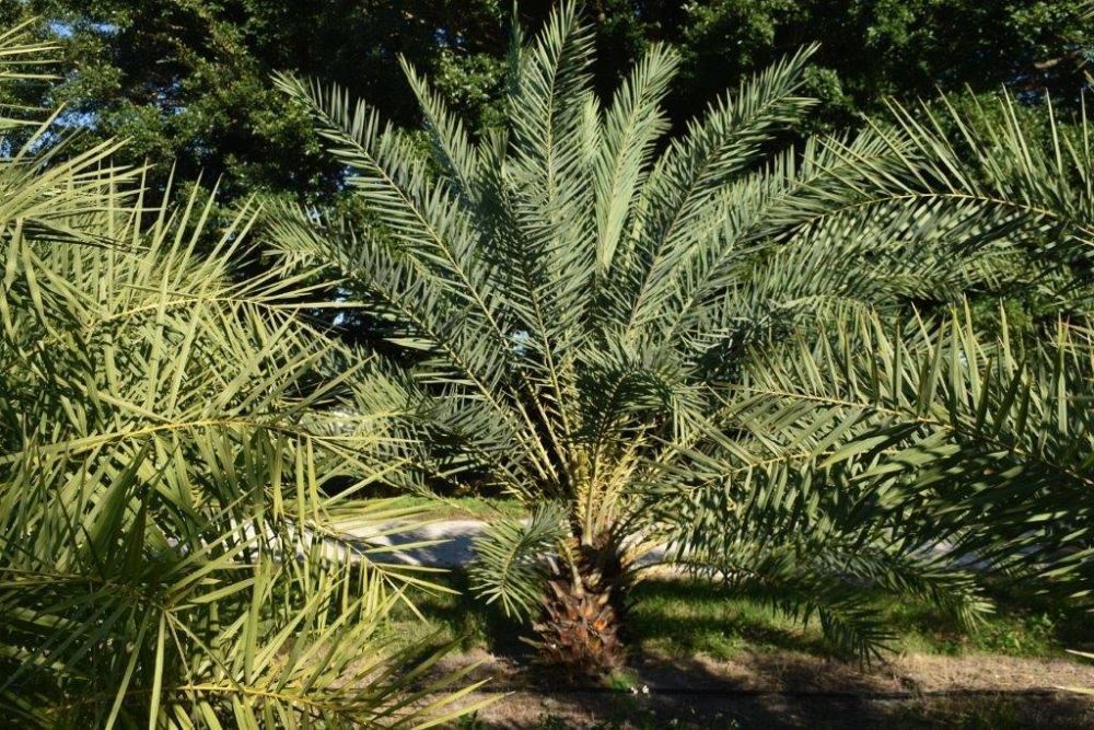 phoenix-sylvestris-sylvester-date-palm-silver-date-palm-wild-date-palm