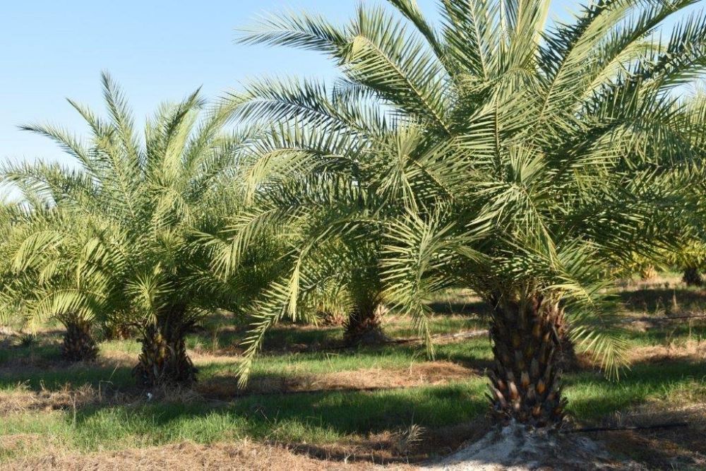 phoenix-sylvestris-sylvester-date-palm-silver-date-palm-wild-date-palm