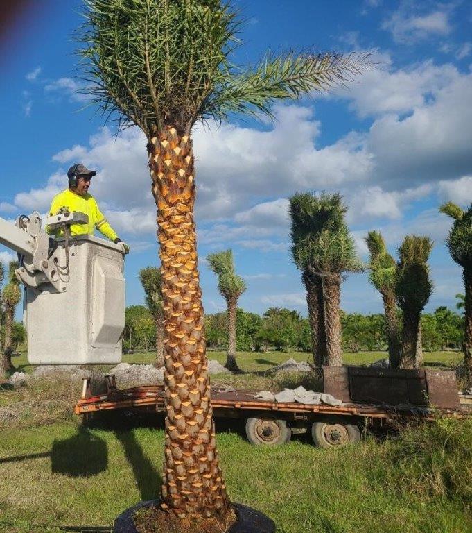 phoenix-sylvestris-sylvester-date-palm-silver-date-palm-wild-date-palm