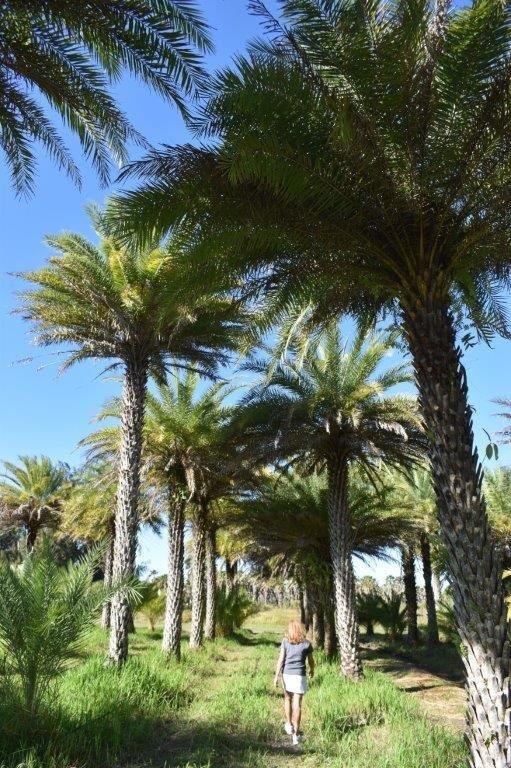 phoenix-sylvestris-sylvester-date-palm-silver-date-palm-wild-date-palm