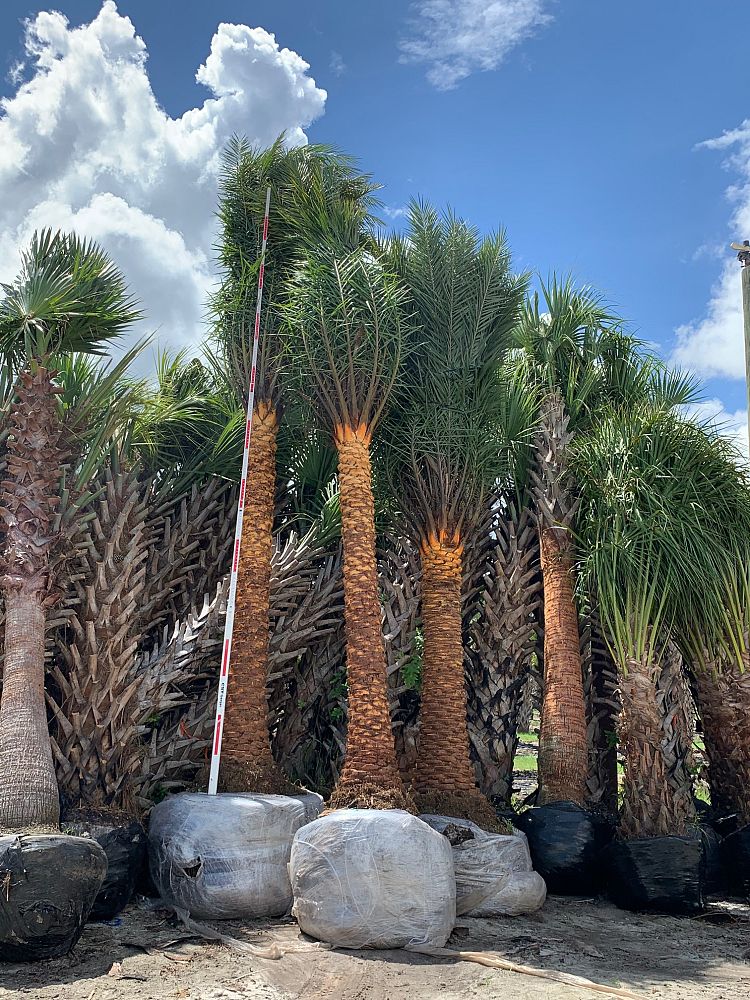 phoenix-sylvestris-sylvester-date-palm-silver-date-palm-wild-date-palm