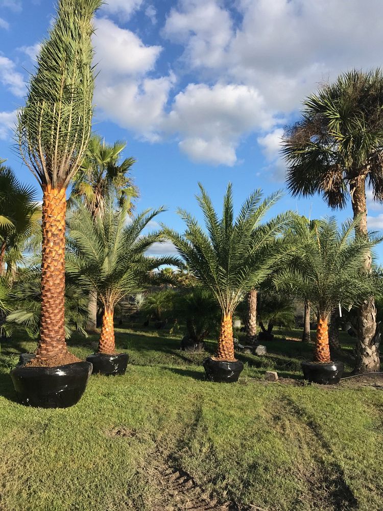 phoenix-sylvestris-sylvester-date-palm-silver-date-palm-wild-date-palm