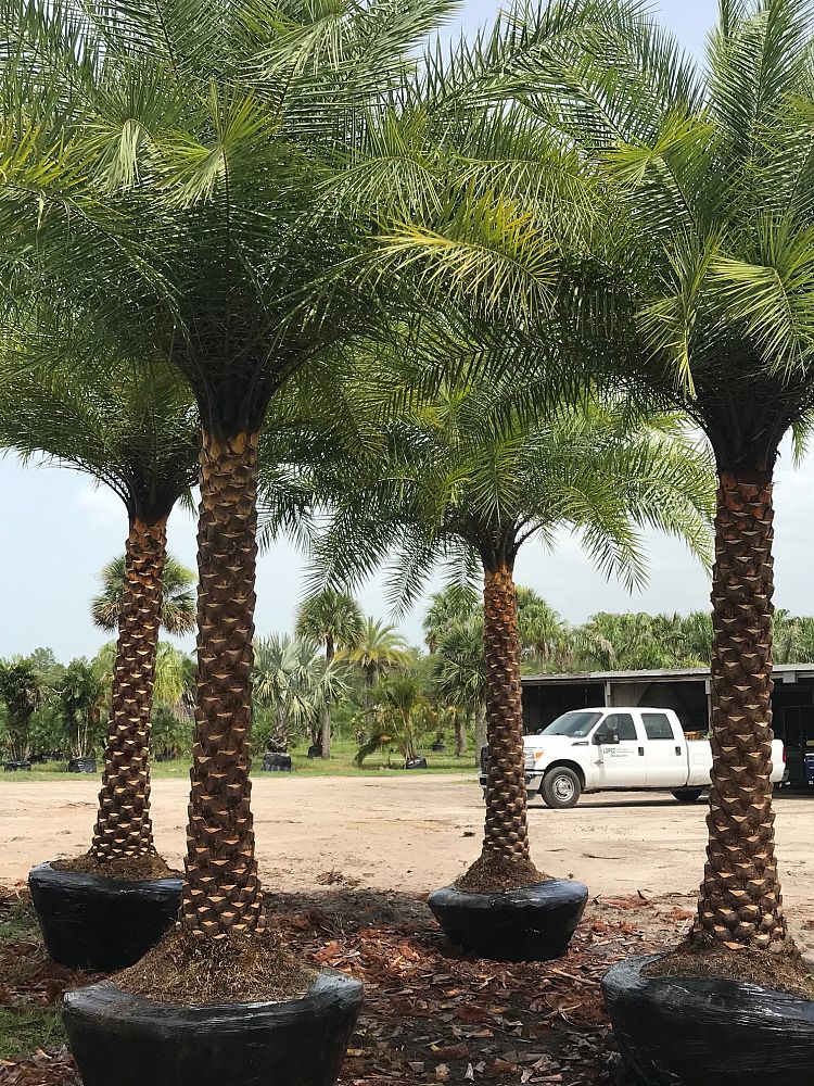 phoenix-sylvestris-sylvester-date-palm-silver-date-palm-wild-date-palm
