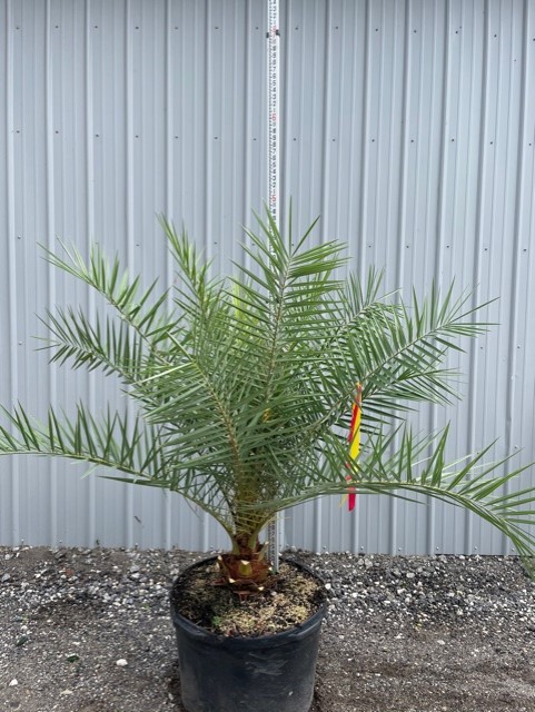 phoenix-sylvestris-sylvester-date-palm-silver-date-palm-wild-date-palm