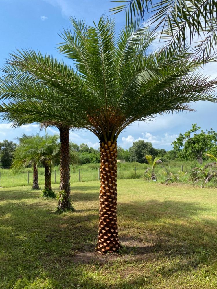 phoenix-sylvestris-sylvester-date-palm-silver-date-palm-wild-date-palm