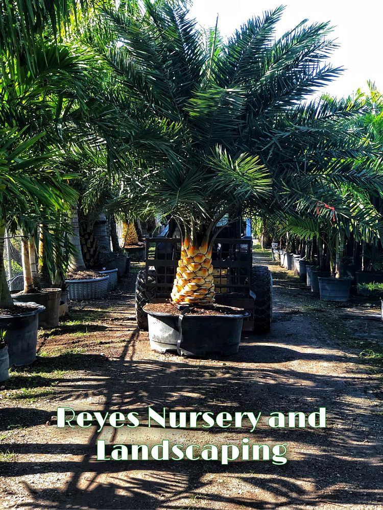 phoenix-sylvestris-sylvester-date-palm-silver-date-palm-wild-date-palm