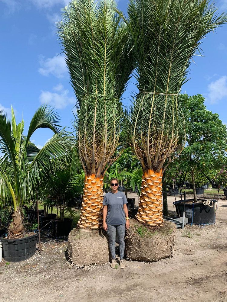 phoenix-sylvestris-sylvester-date-palm-silver-date-palm-wild-date-palm