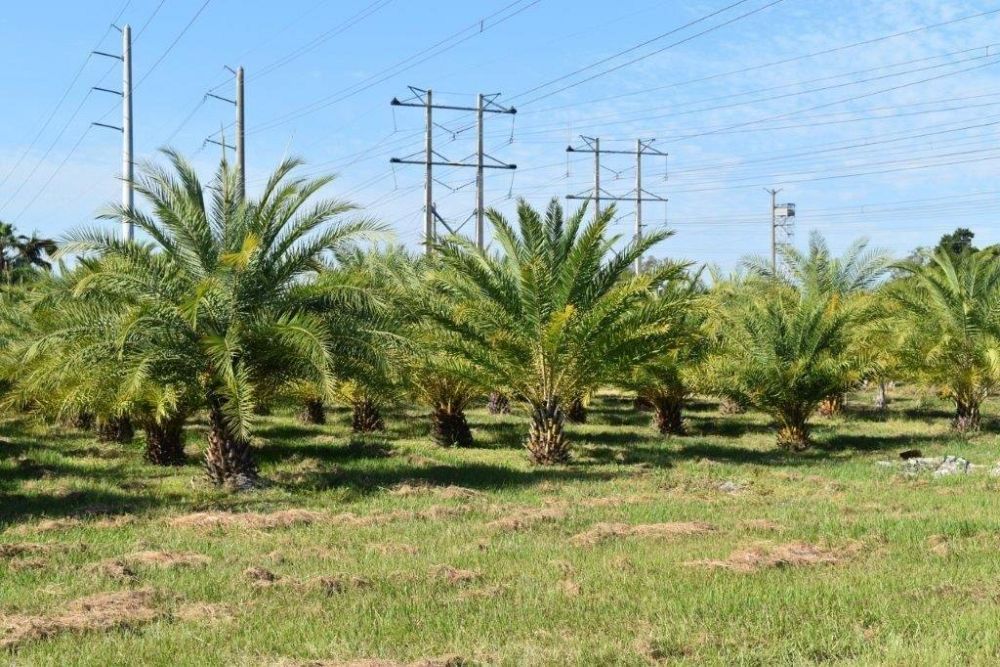 phoenix-sylvestris-sylvester-date-palm-silver-date-palm-wild-date-palm