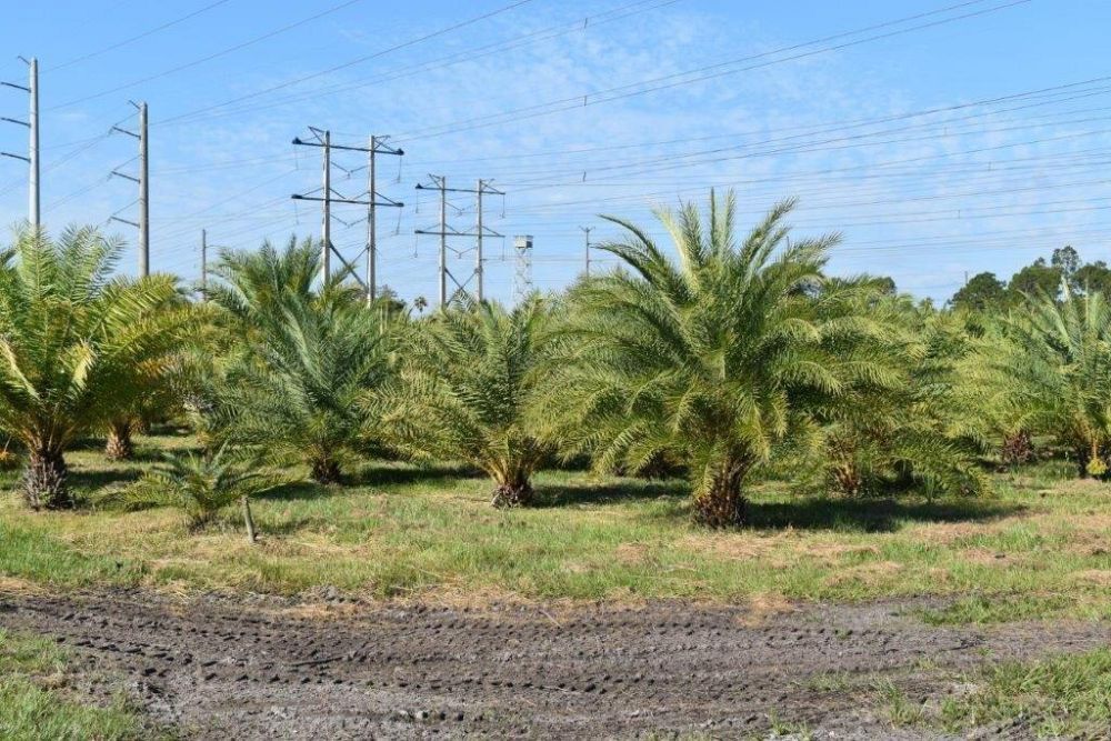phoenix-sylvestris-sylvester-date-palm-silver-date-palm-wild-date-palm