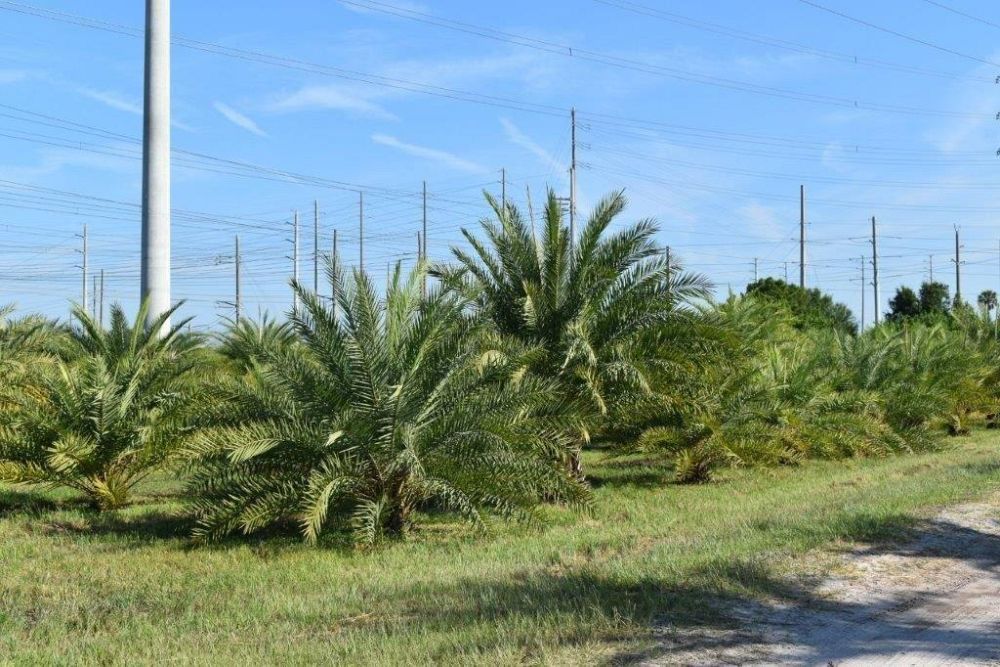 phoenix-sylvestris-sylvester-date-palm-silver-date-palm-wild-date-palm