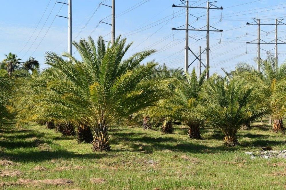 phoenix-sylvestris-sylvester-date-palm-silver-date-palm-wild-date-palm