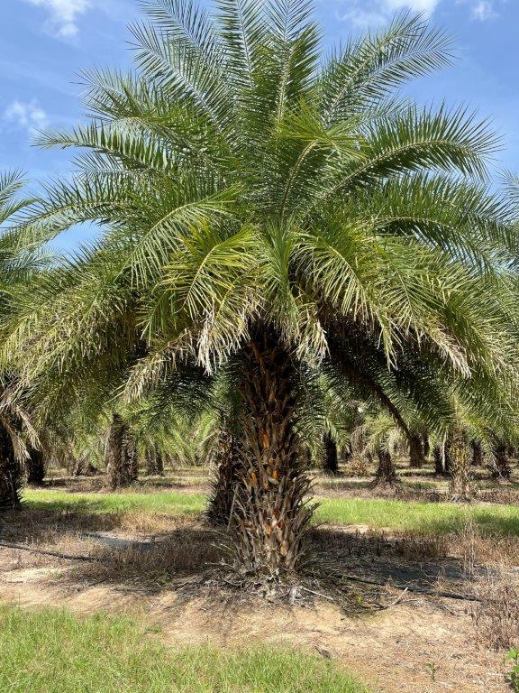 phoenix-sylvestris-sylvester-date-palm-silver-date-palm-wild-date-palm