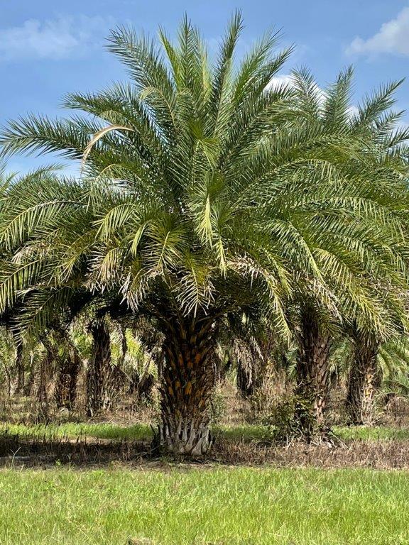 phoenix-sylvestris-sylvester-date-palm-silver-date-palm-wild-date-palm