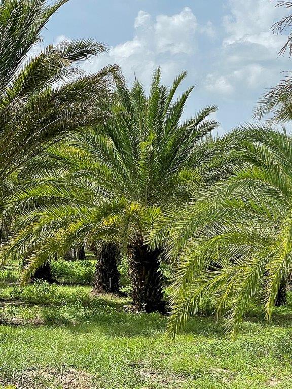 phoenix-sylvestris-sylvester-date-palm-silver-date-palm-wild-date-palm