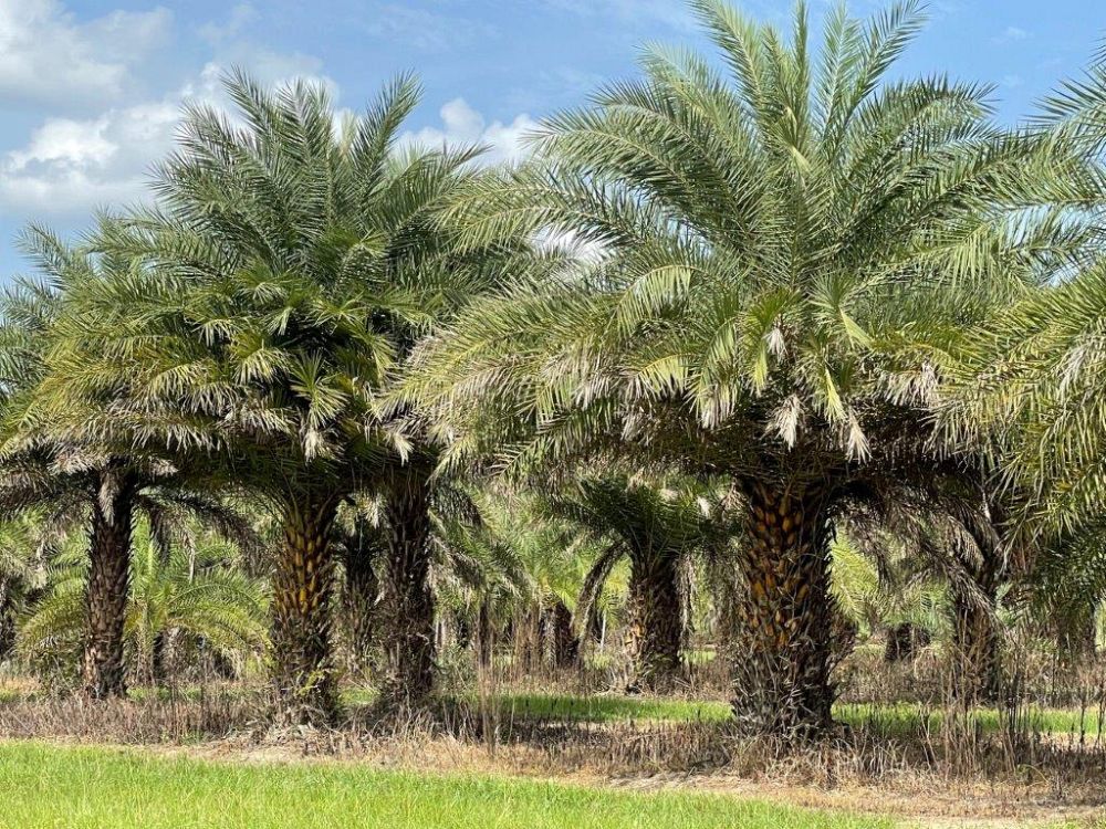 phoenix-sylvestris-sylvester-date-palm-silver-date-palm-wild-date-palm