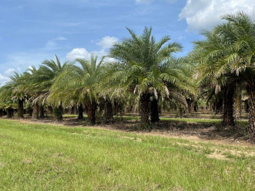 phoenix-sylvestris-sylvester-date-palm-silver-date-palm-wild-date-palm