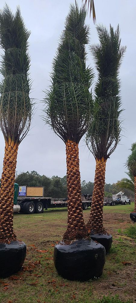 phoenix-sylvestris-sylvester-date-palm-silver-date-palm-wild-date-palm