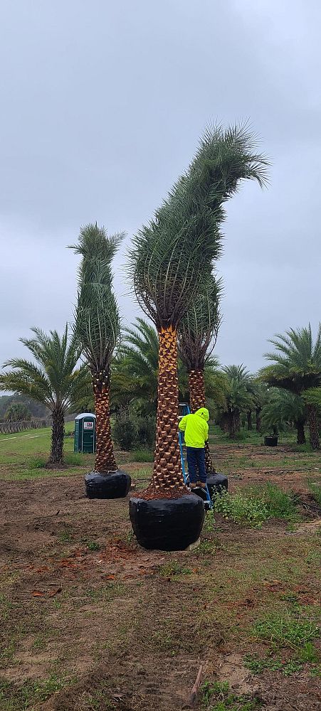 phoenix-sylvestris-sylvester-date-palm-silver-date-palm-wild-date-palm
