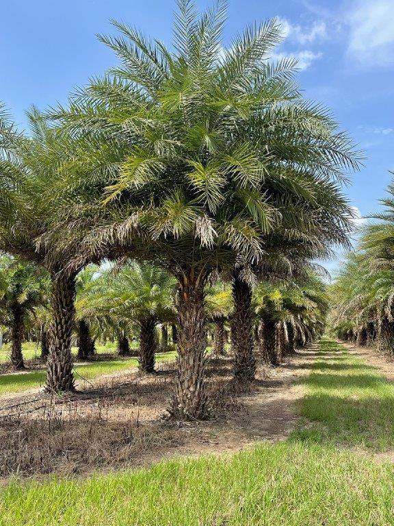phoenix-sylvestris-sylvester-date-palm-silver-date-palm-wild-date-palm