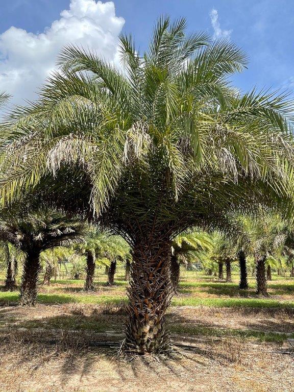 phoenix-sylvestris-sylvester-date-palm-silver-date-palm-wild-date-palm