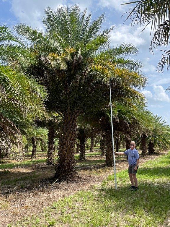 phoenix-sylvestris-sylvester-date-palm-silver-date-palm-wild-date-palm