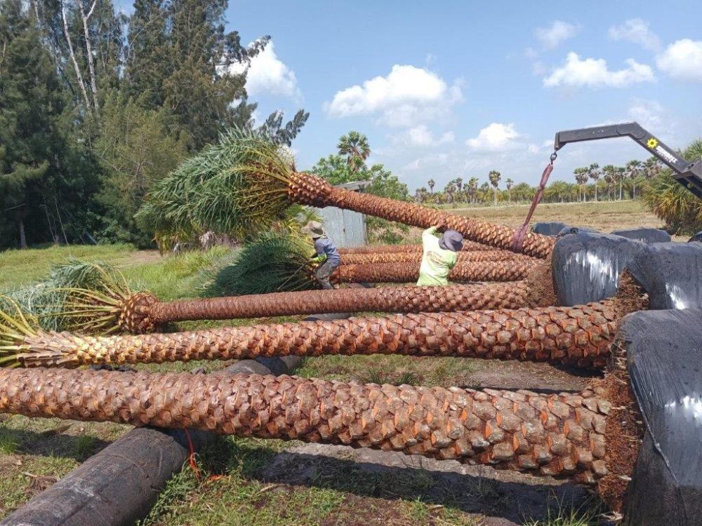 phoenix-sylvestris-sylvester-date-palm-silver-date-palm-wild-date-palm