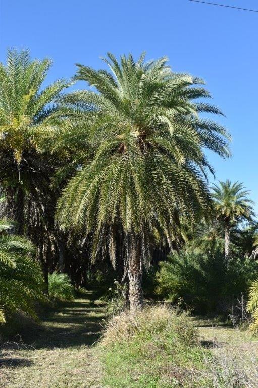phoenix-sylvestris-sylvester-date-palm-silver-date-palm-wild-date-palm