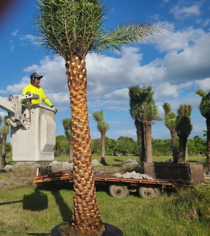 phoenix-sylvestris-sylvester-date-palm-silver-date-palm-wild-date-palm