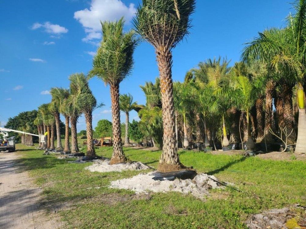 phoenix-sylvestris-sylvester-date-palm-silver-date-palm-wild-date-palm