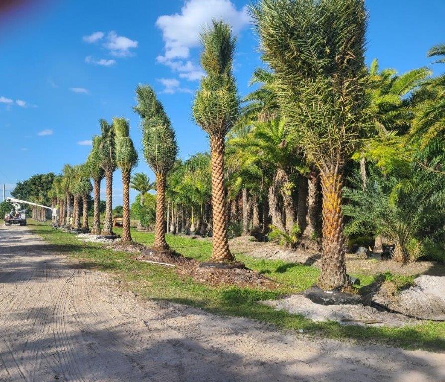 phoenix-sylvestris-sylvester-date-palm-silver-date-palm-wild-date-palm