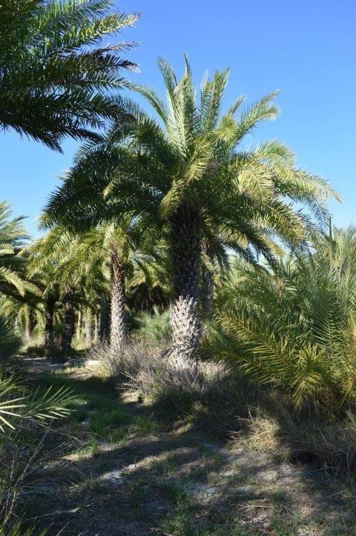 phoenix-sylvestris-sylvester-date-palm-silver-date-palm-wild-date-palm