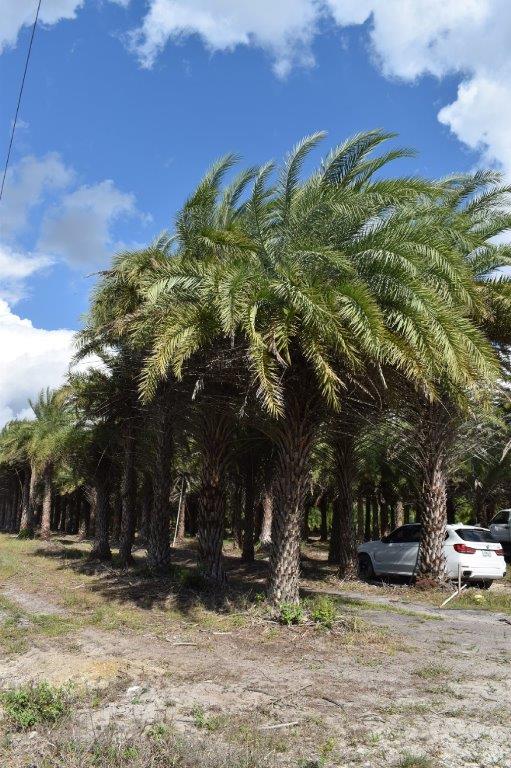 phoenix-sylvestris-sylvester-date-palm-silver-date-palm-wild-date-palm