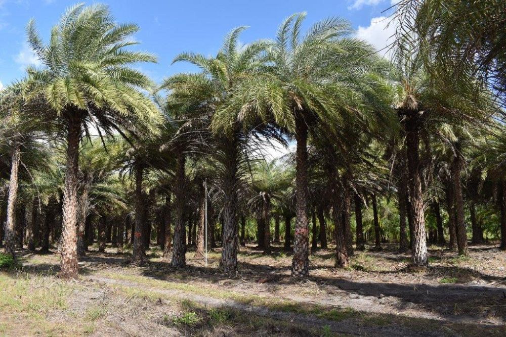 phoenix-sylvestris-sylvester-date-palm-silver-date-palm-wild-date-palm
