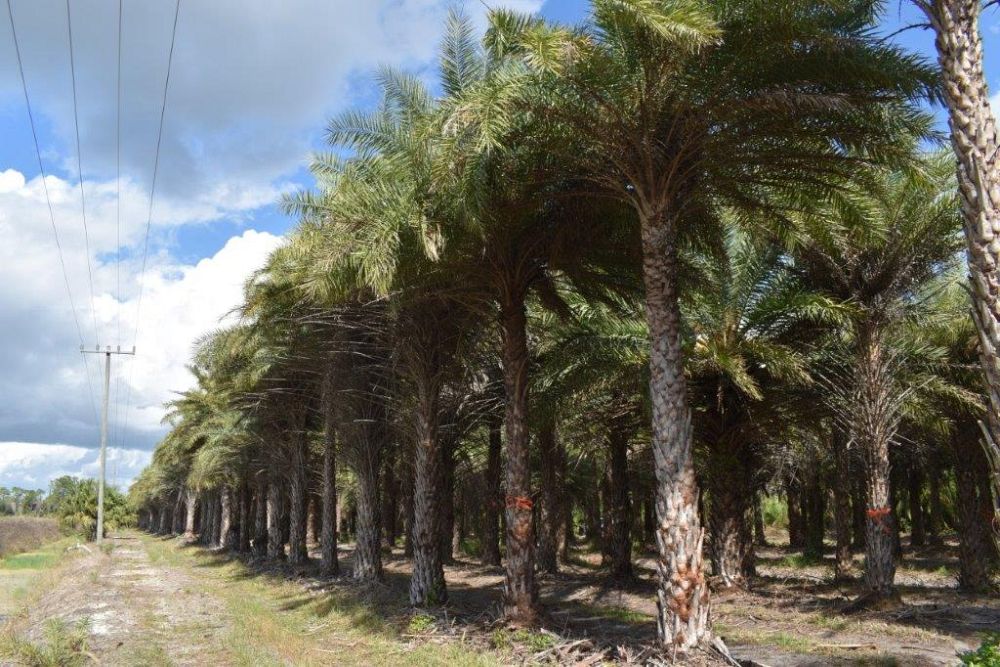 phoenix-sylvestris-sylvester-date-palm-silver-date-palm-wild-date-palm