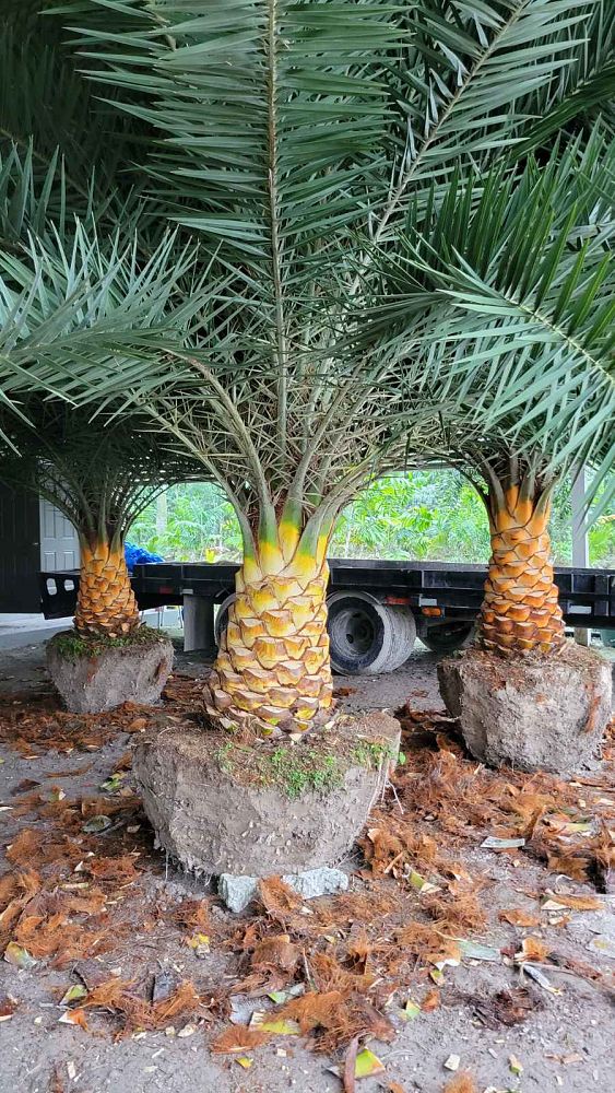 phoenix-sylvestris-sylvester-date-palm-silver-date-palm-wild-date-palm