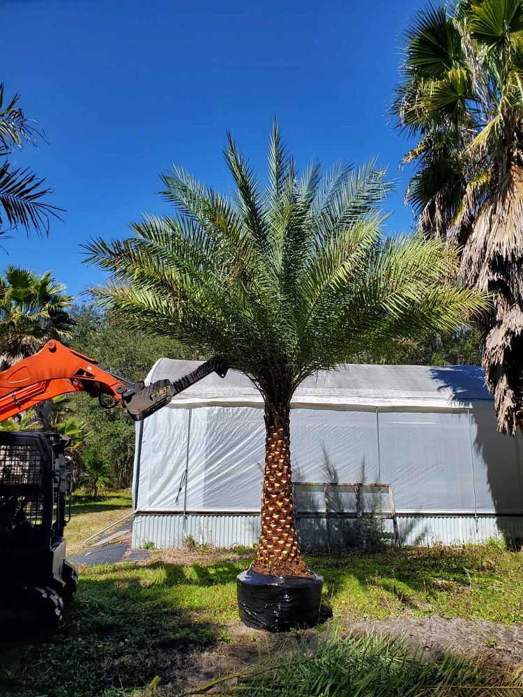 phoenix-sylvestris-sylvester-date-palm-silver-date-palm-wild-date-palm