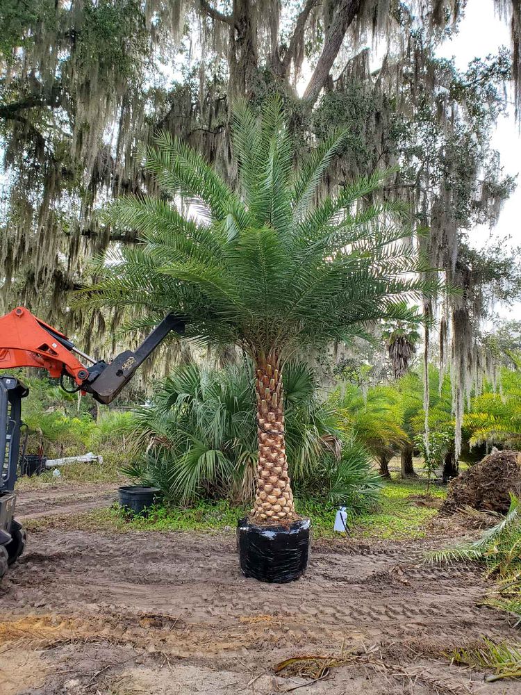 phoenix-sylvestris-sylvester-date-palm-silver-date-palm-wild-date-palm