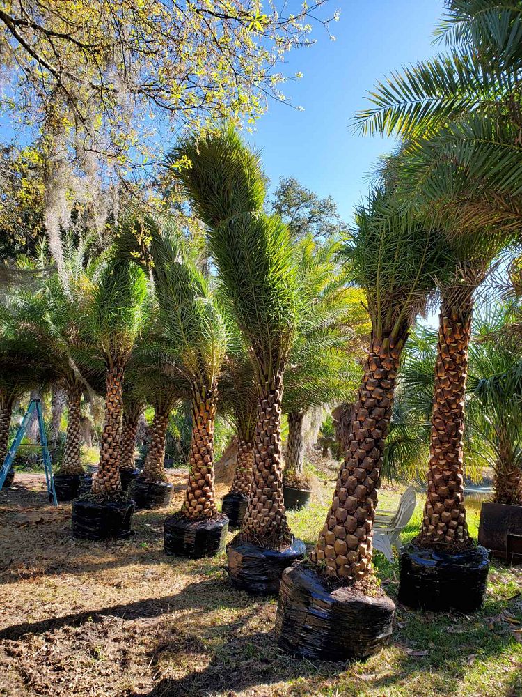 phoenix-sylvestris-sylvester-date-palm-silver-date-palm-wild-date-palm
