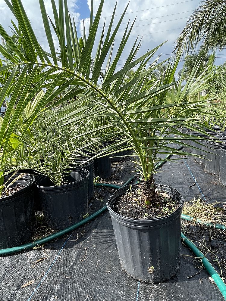 phoenix-sylvestris-sylvester-date-palm-silver-date-palm-wild-date-palm