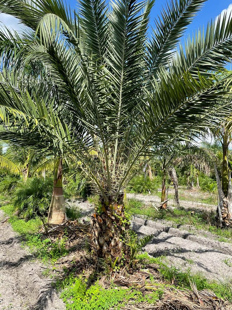 phoenix-sylvestris-sylvester-date-palm-silver-date-palm-wild-date-palm