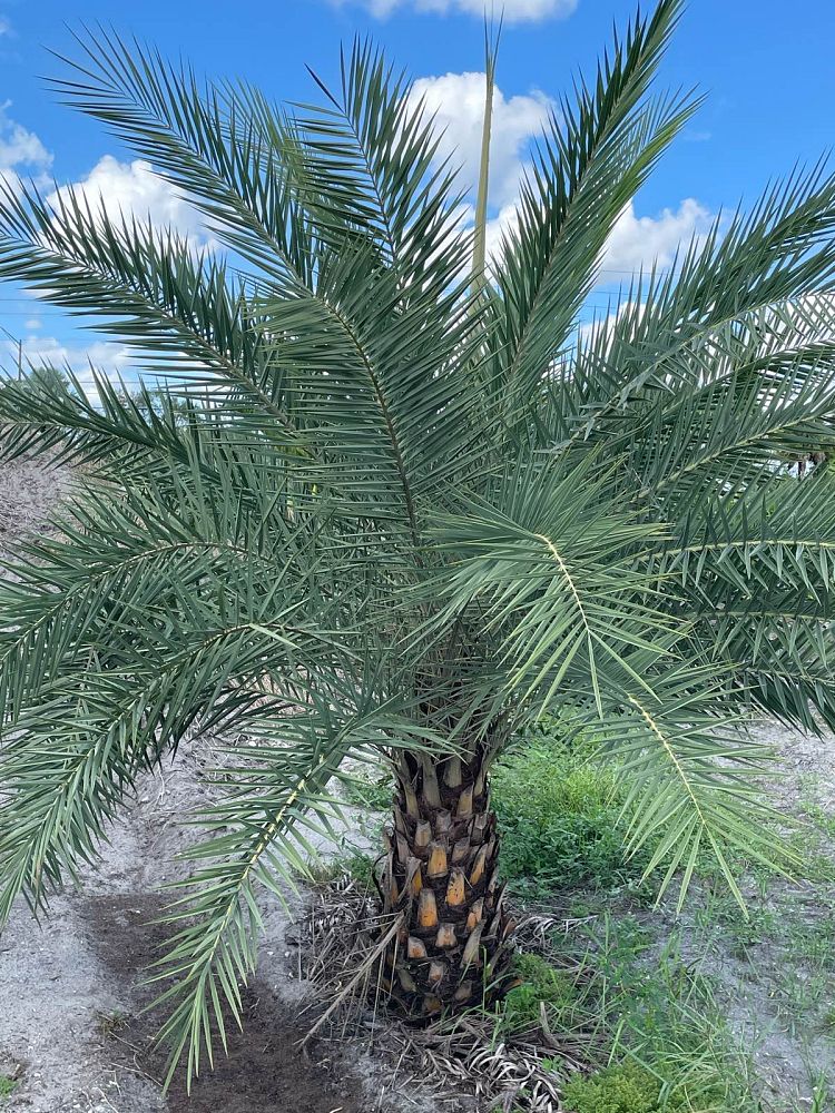 phoenix-sylvestris-sylvester-date-palm-silver-date-palm-wild-date-palm