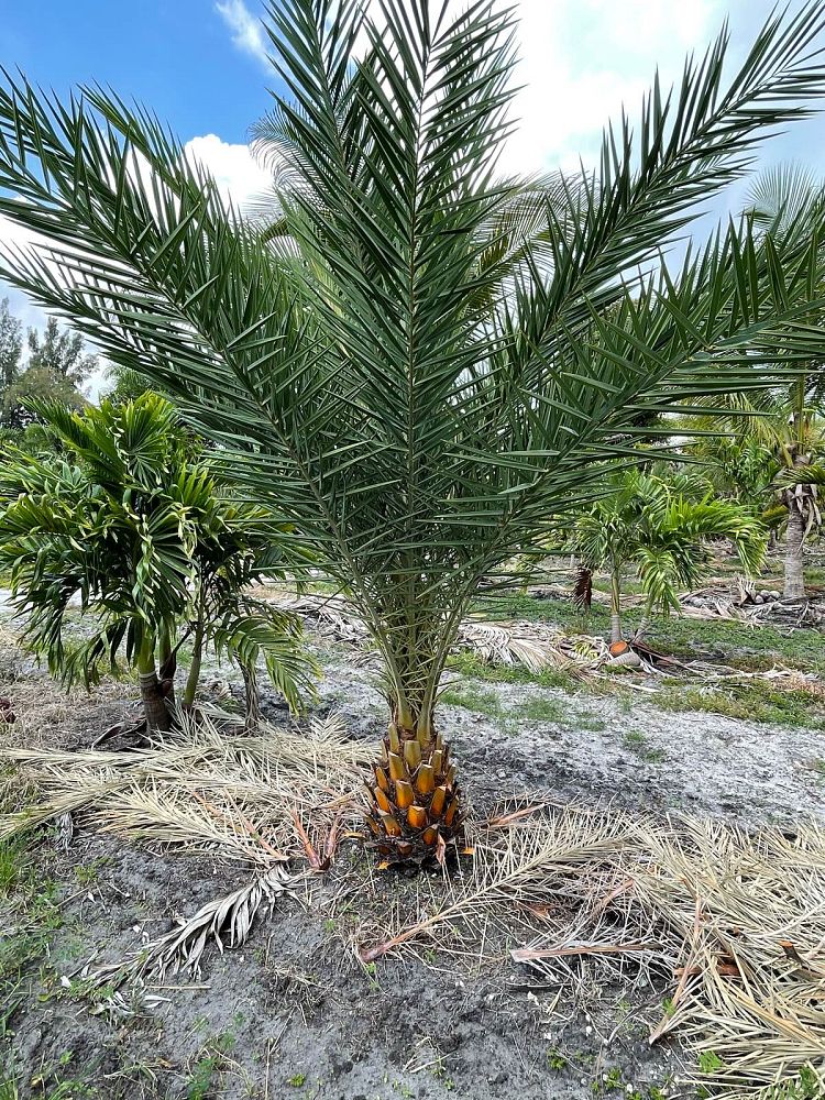 phoenix-sylvestris-sylvester-date-palm-silver-date-palm-wild-date-palm