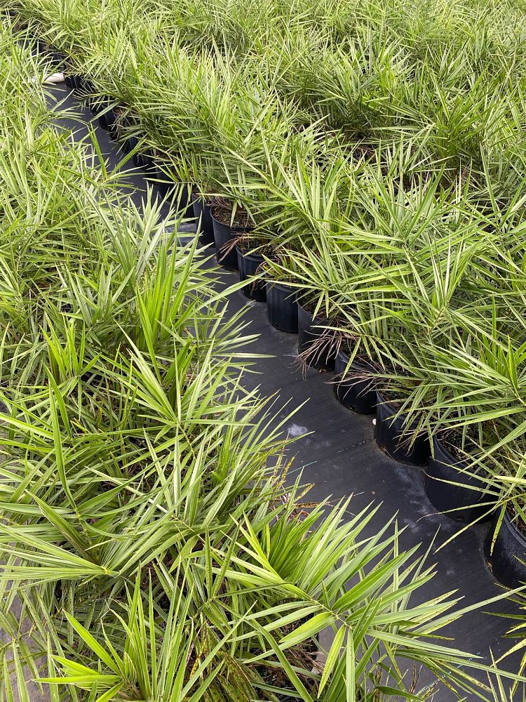 phoenix-sylvestris-sylvester-date-palm-silver-date-palm-wild-date-palm