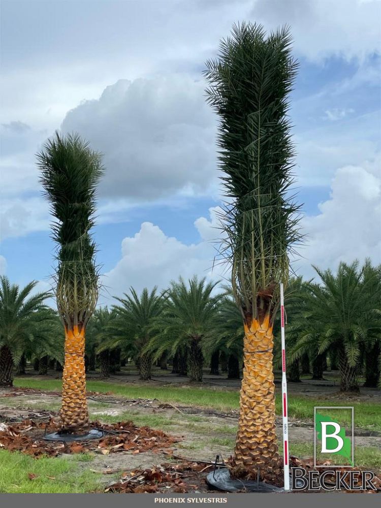 phoenix-sylvestris-sylvester-date-palm-silver-date-palm-wild-date-palm
