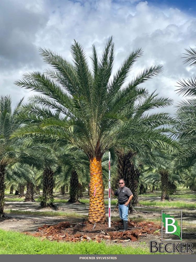phoenix-sylvestris-sylvester-date-palm-silver-date-palm-wild-date-palm